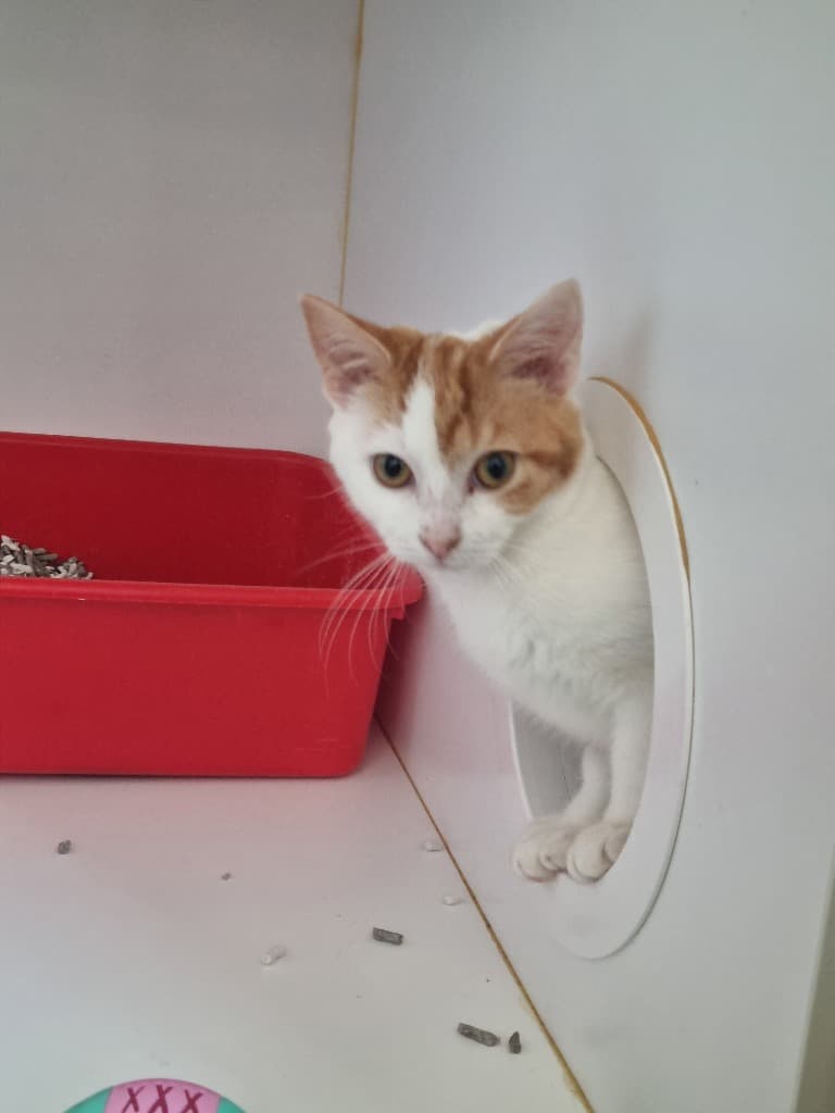 Tyrion - Domestic Short Hair cat available for adoption at Australian Animal Protection Society in Melbourne