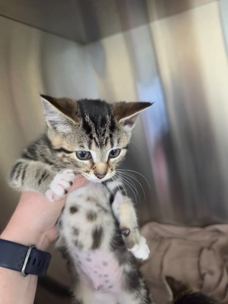 Waffle - Domestic Short Hair cat available for adoption at Australian Animal Protection Society in Melbourne