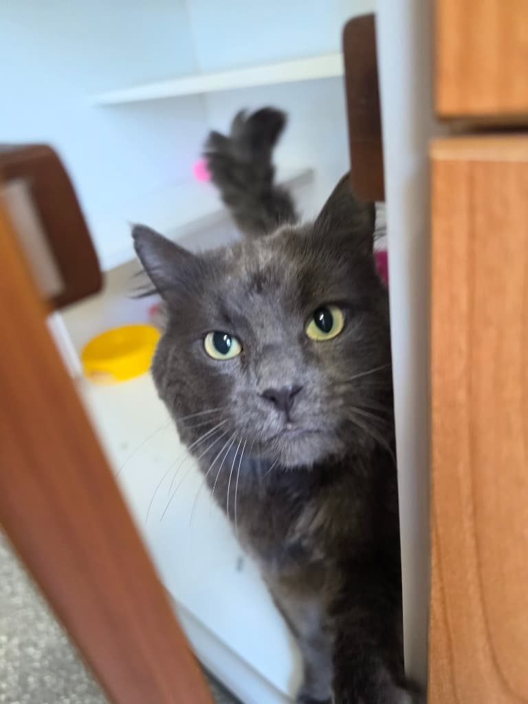 1173889 - Wock - Domestic Medium Hair cat available for adoption at Australian Animal Protection Society in Melbourne