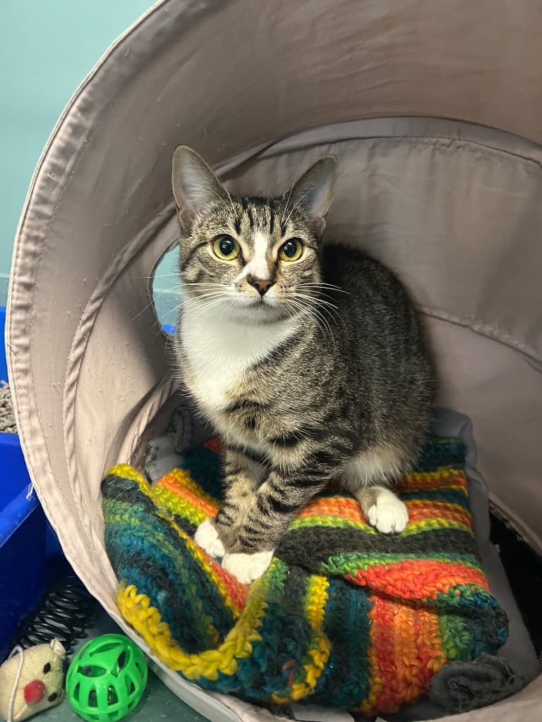 Bootessa - Domestic Short Hair cat available for adoption at Australian Animal Protection Society in Melbourne