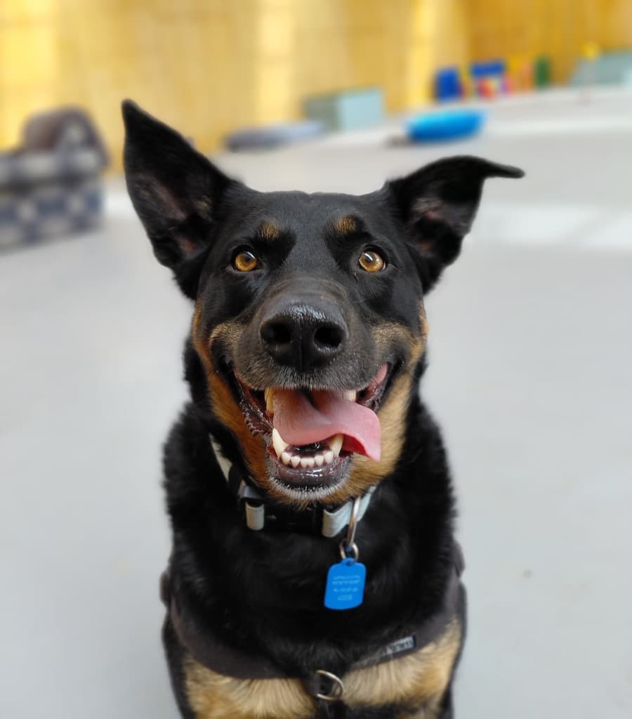Brodie - Kelpie available for adoption in Melbourne