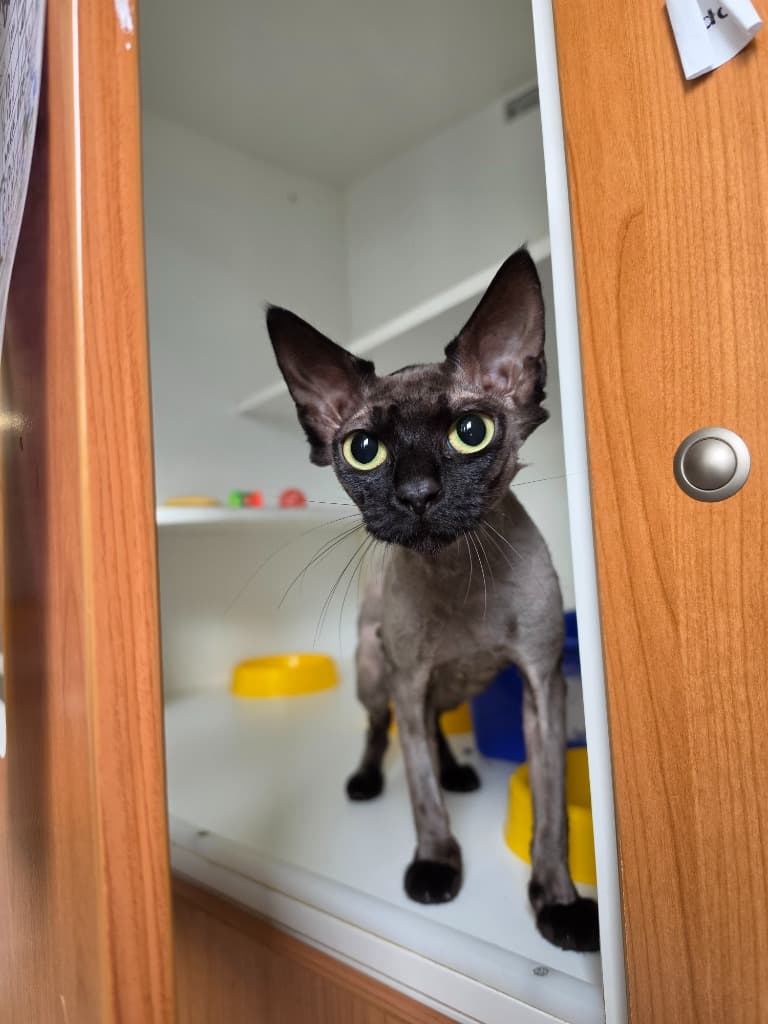 Buttercup - Domestic Short Hair cat available for adoption at Australian Animal Protection Society in Melbourne