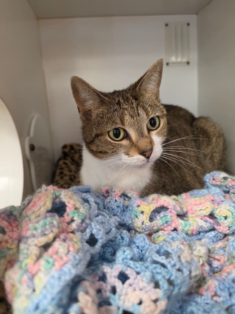 Candy Joy - Domestic Short Hair cat available for adoption at Australian Animal Protection Society in Melbourne