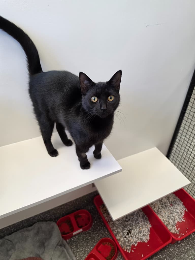 Chicken - Domestic Short Hair cat available for adoption at Australian Animal Protection Society in Melbourne