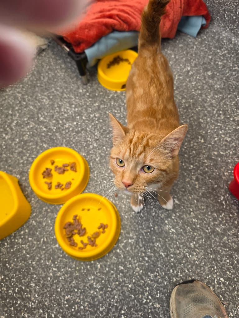 Cornchip - Domestic Short Hair cat available for adoption at Australian Animal Protection Society in Melbourne