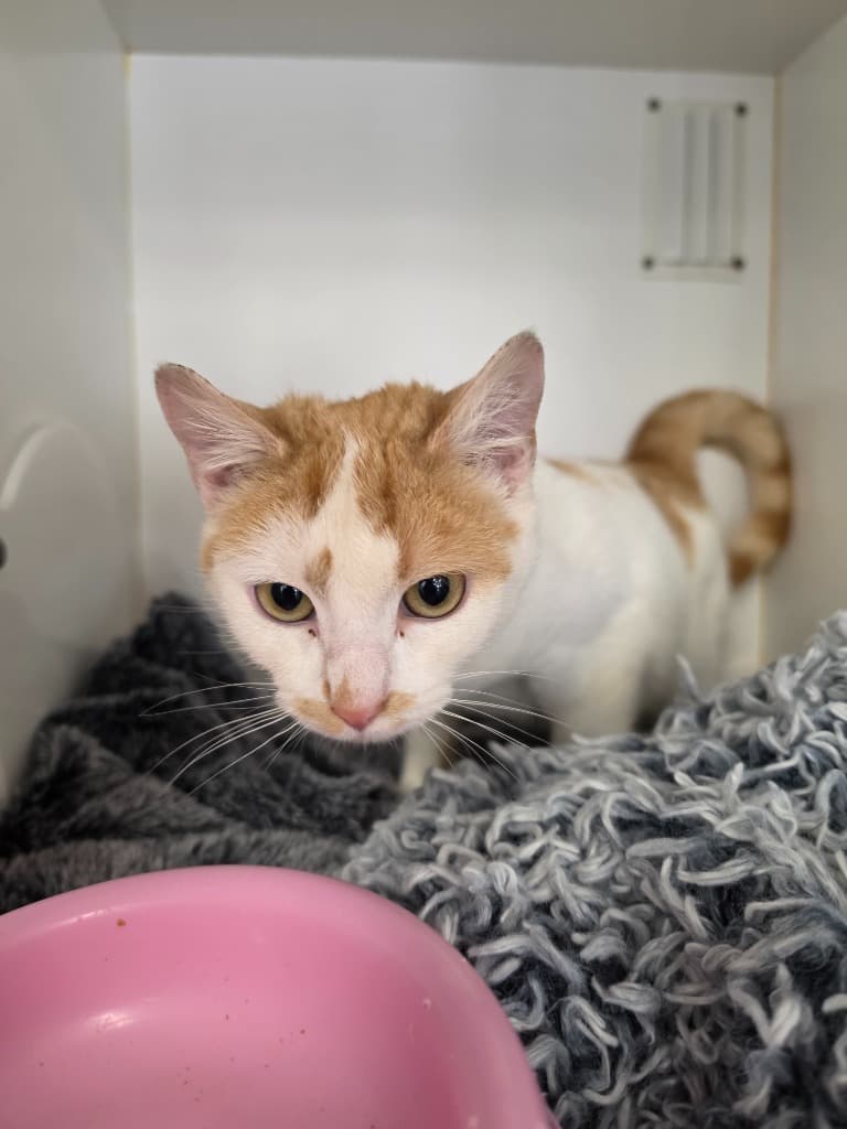 Fawn - Domestic Short Hair cat available for adoption at Australian Animal Protection Society in Melbourne