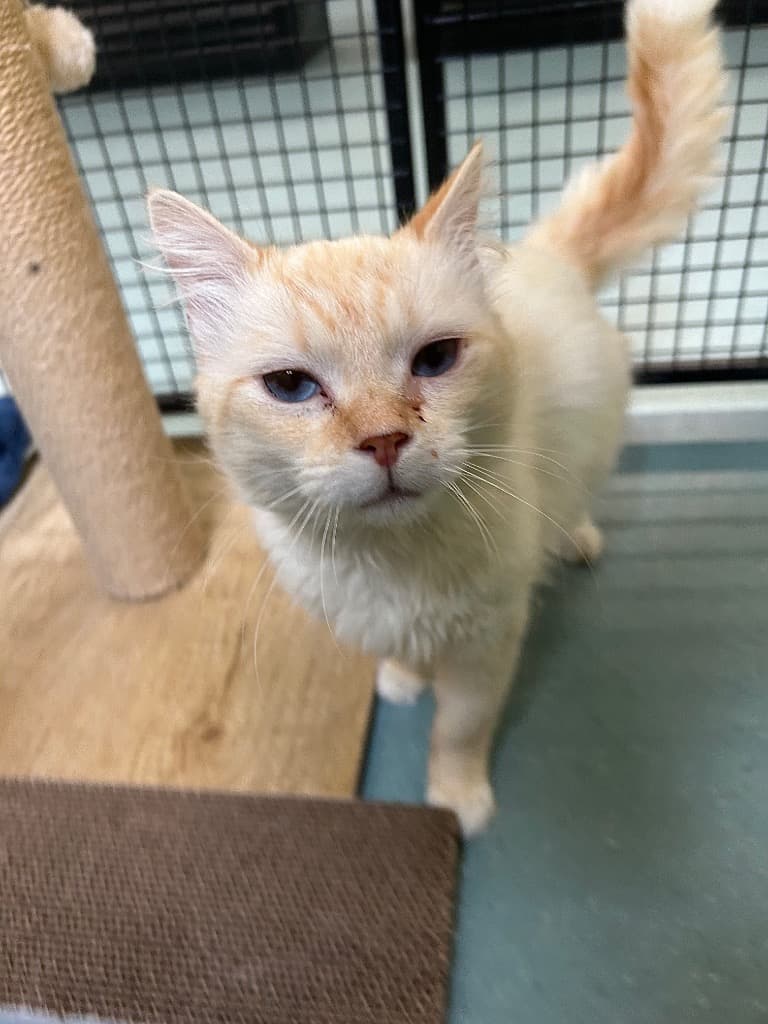 Finnegan - Ragdoll cat available for adoption at Australian Animal Protection Society in Melbourne