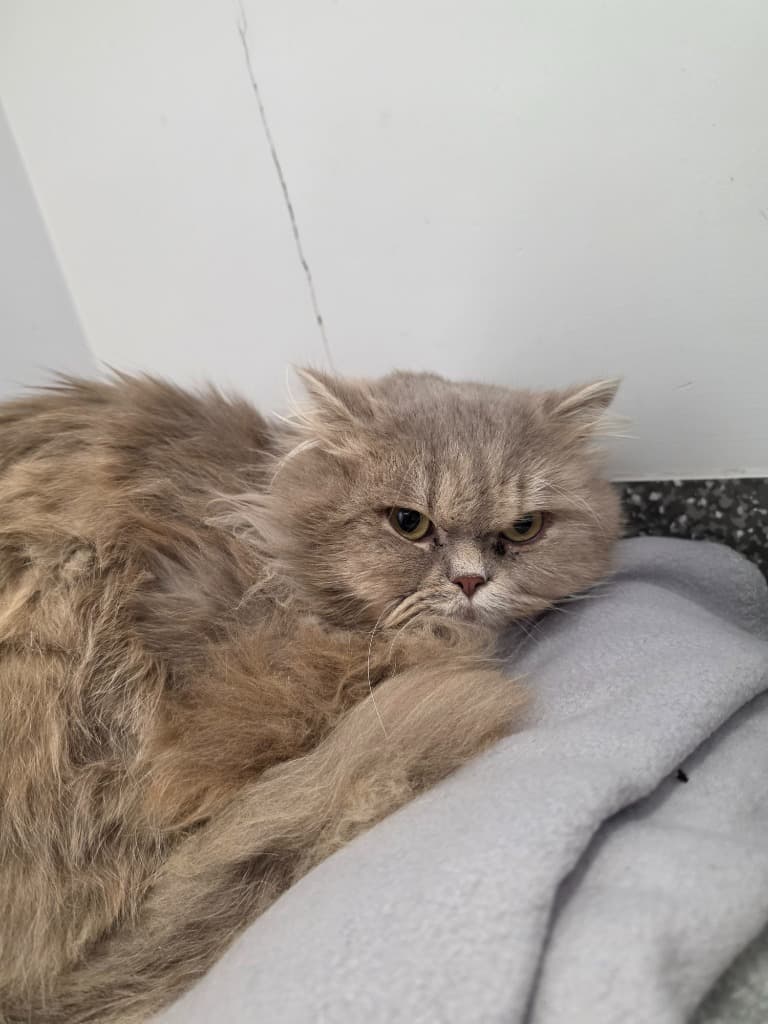 Fluff Master - Persian cat available for adoption at Australian Animal Protection Society in Melbourne