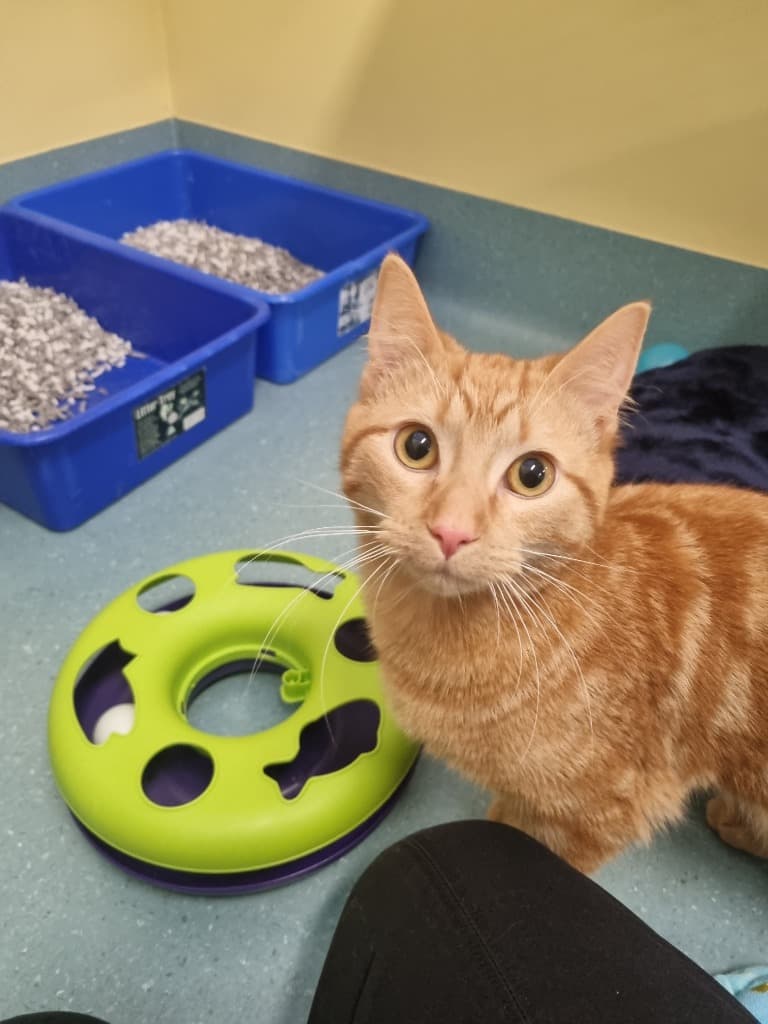Geranium - Domestic Short Hair cat available for adoption at Australian Animal Protection Society in Melbourne