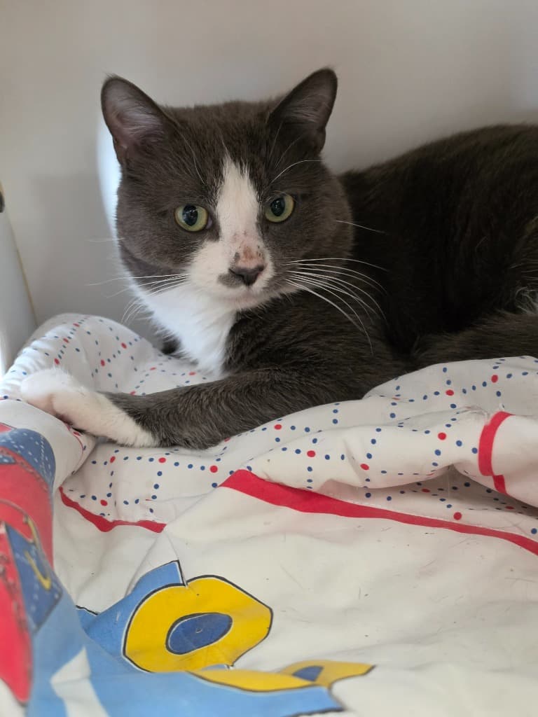 Gosling - Domestic Short Hair cat available for adoption at Australian Animal Protection Society in Melbourne