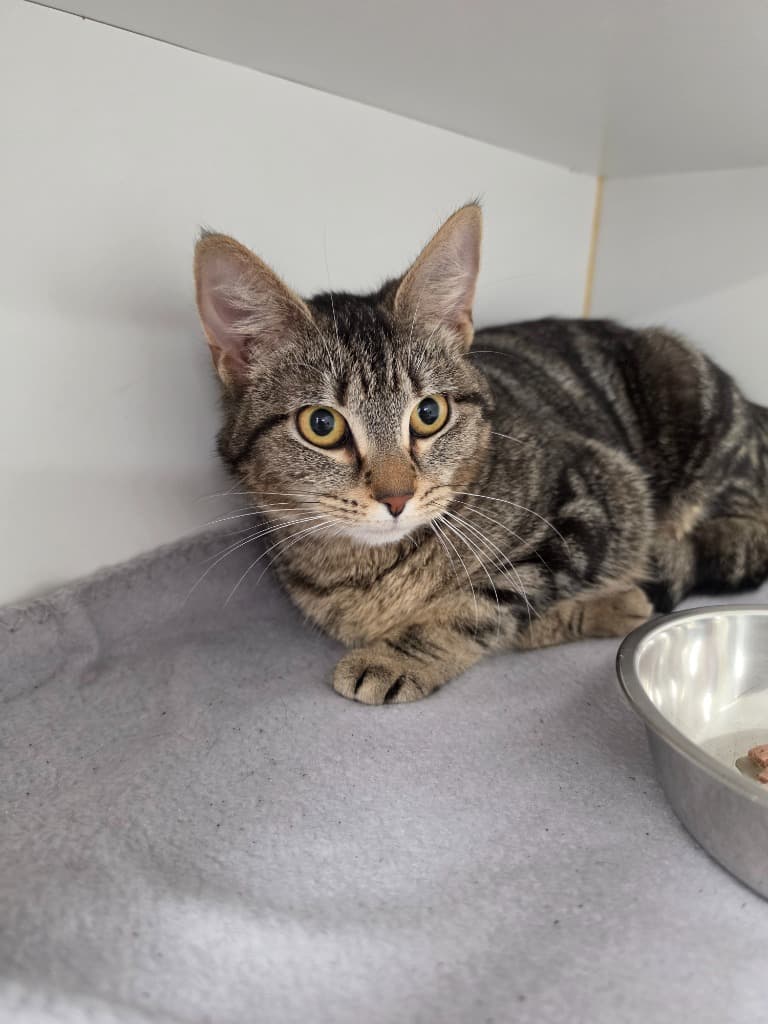 Hibiscus - Domestic Short Hair cat available for adoption at Australian Animal Protection Society in Melbourne