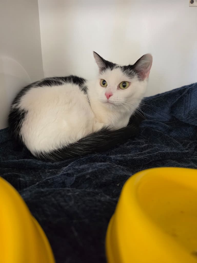 Jerry - Domestic Short Hair cat available for adoption at Australian Animal Protection Society in Melbourne