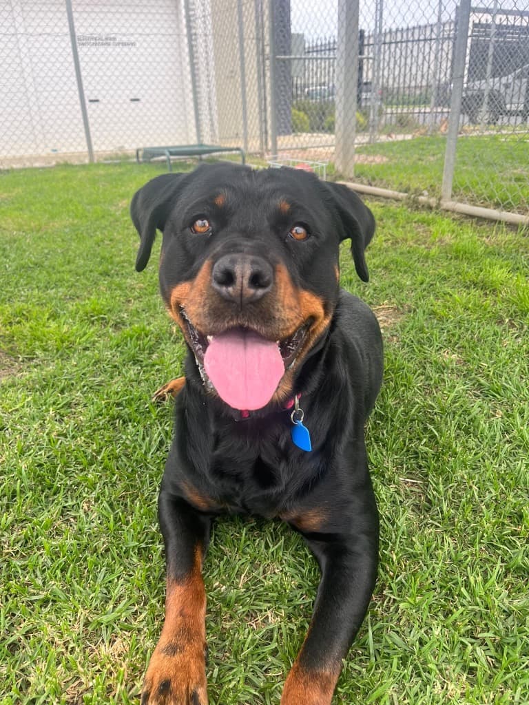 Jessie - Rottweiler available for adoption in Melbourne