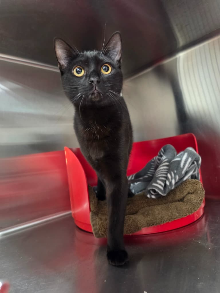 Jett Star - Domestic Short Hair cat available for adoption at Australian Animal Protection Society in Melbourne