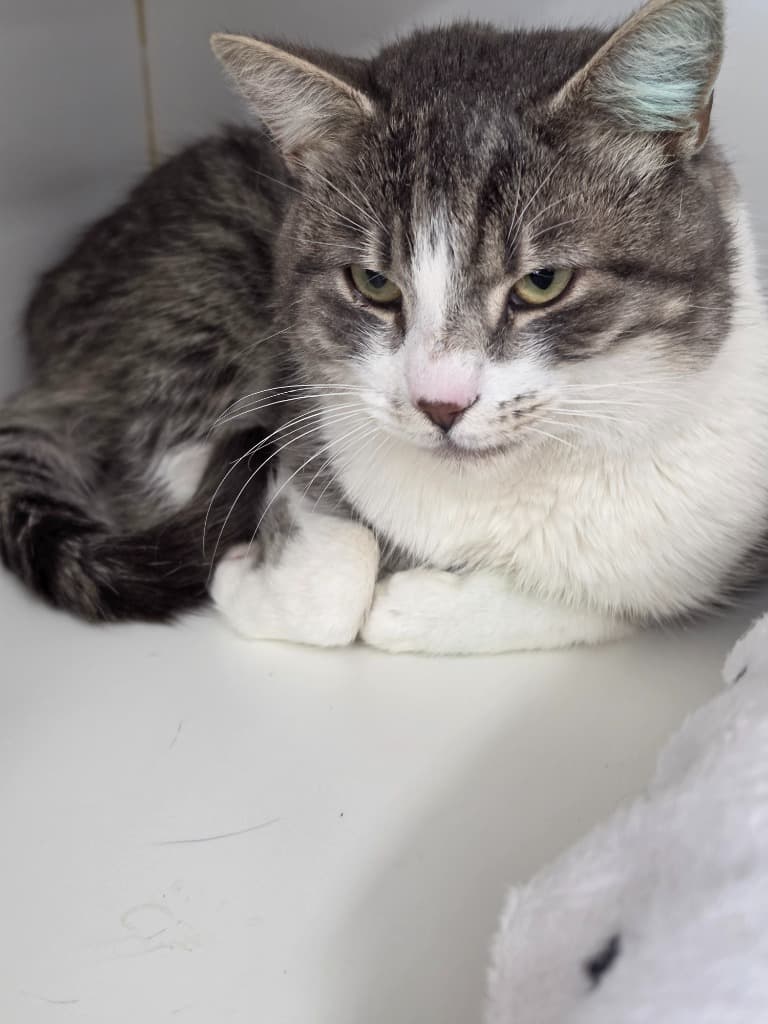 Joey - Domestic Short Hair cat available for adoption at Australian Animal Protection Society in Melbourne
