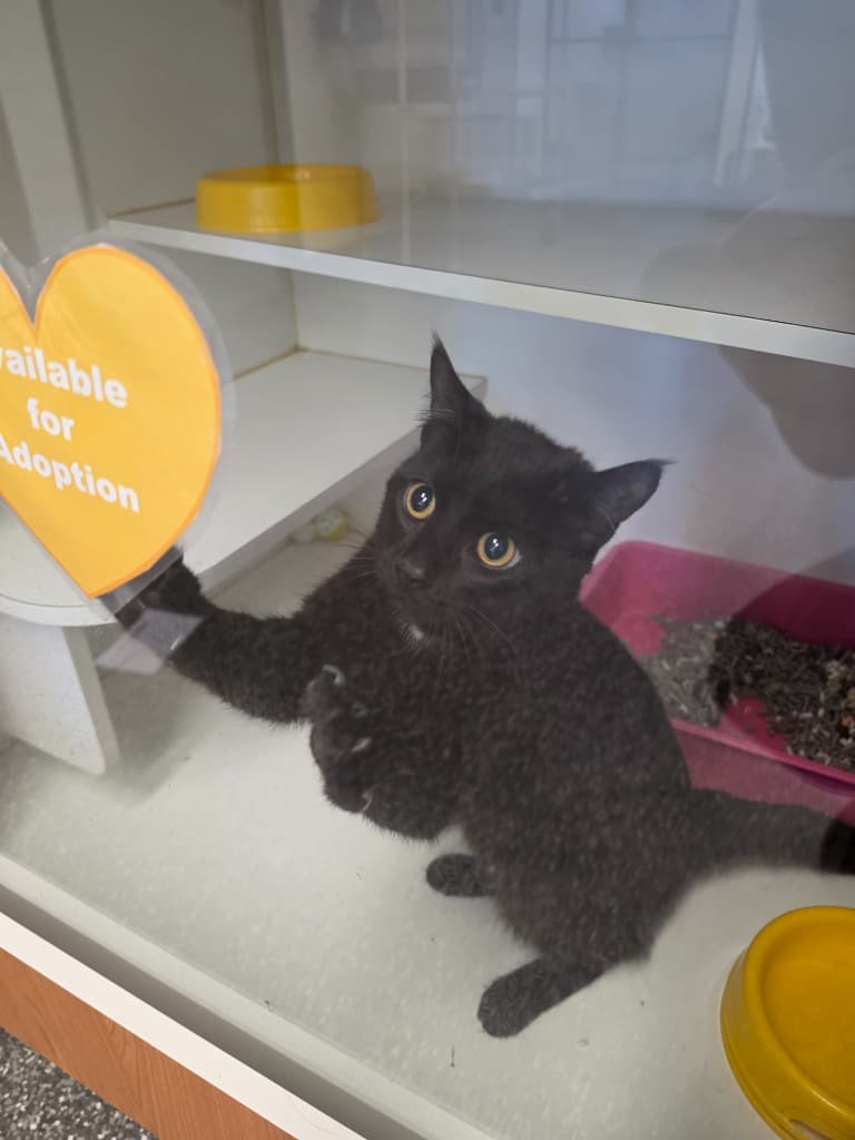 Legolas - Domestic Short Hair cat available for adoption at Australian Animal Protection Society in Melbourne