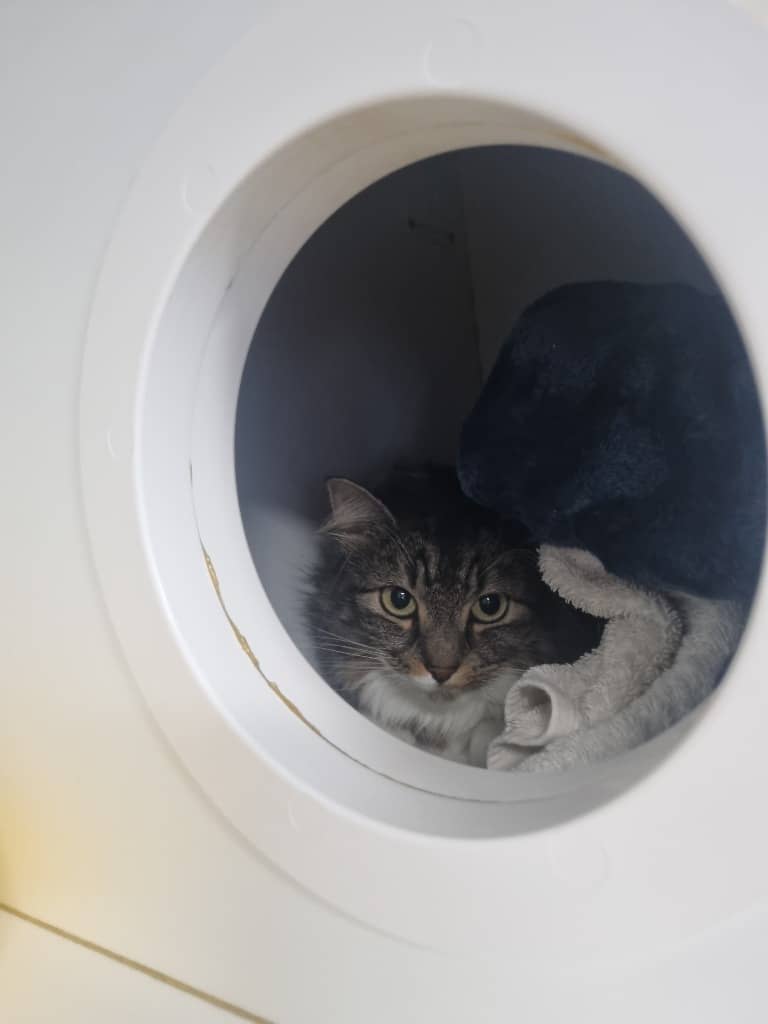 Mavis - Domestic Long Hair cat available for adoption at Australian Animal Protection Society in Melbourne