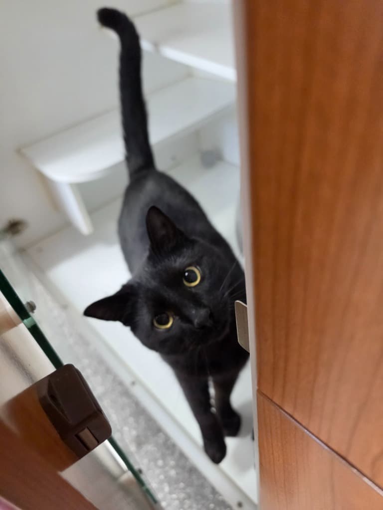 Oslo - Domestic Short Hair cat available for adoption at Australian Animal Protection Society in Melbourne