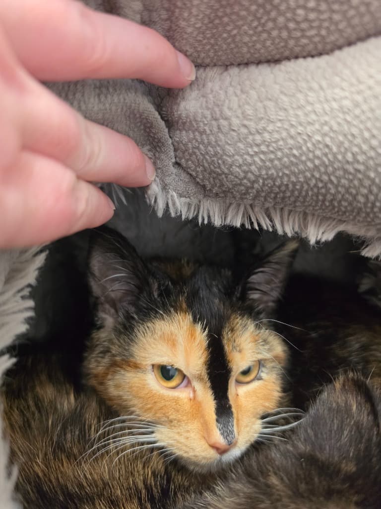Pattsy - Domestic Short Hair cat available for adoption at Australian Animal Protection Society in Melbourne