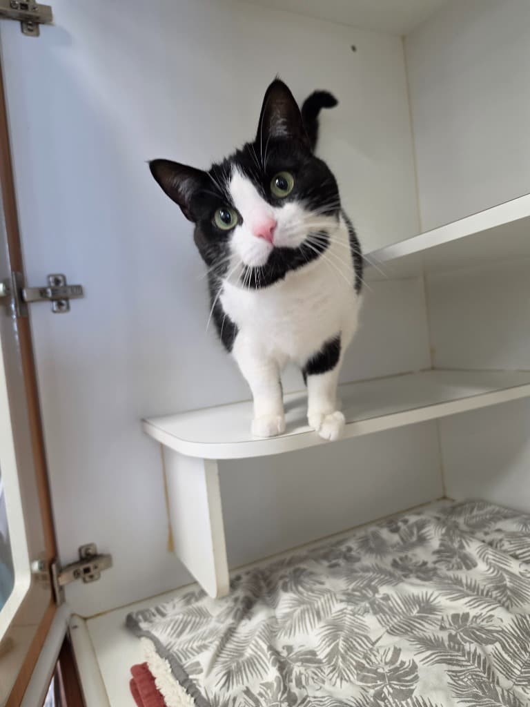 Penny - Domestic Short Hair cat available for adoption at Australian Animal Protection Society in Melbourne