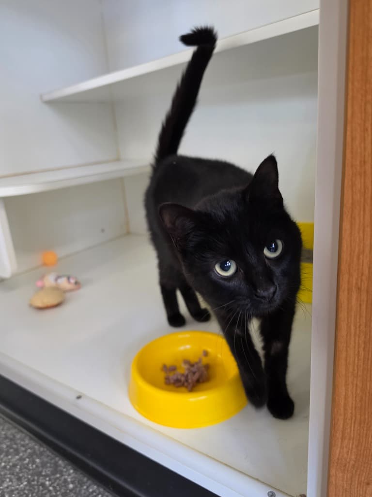 Poliwog - Domestic Short Hair cat available for adoption at Australian Animal Protection Society in Melbourne