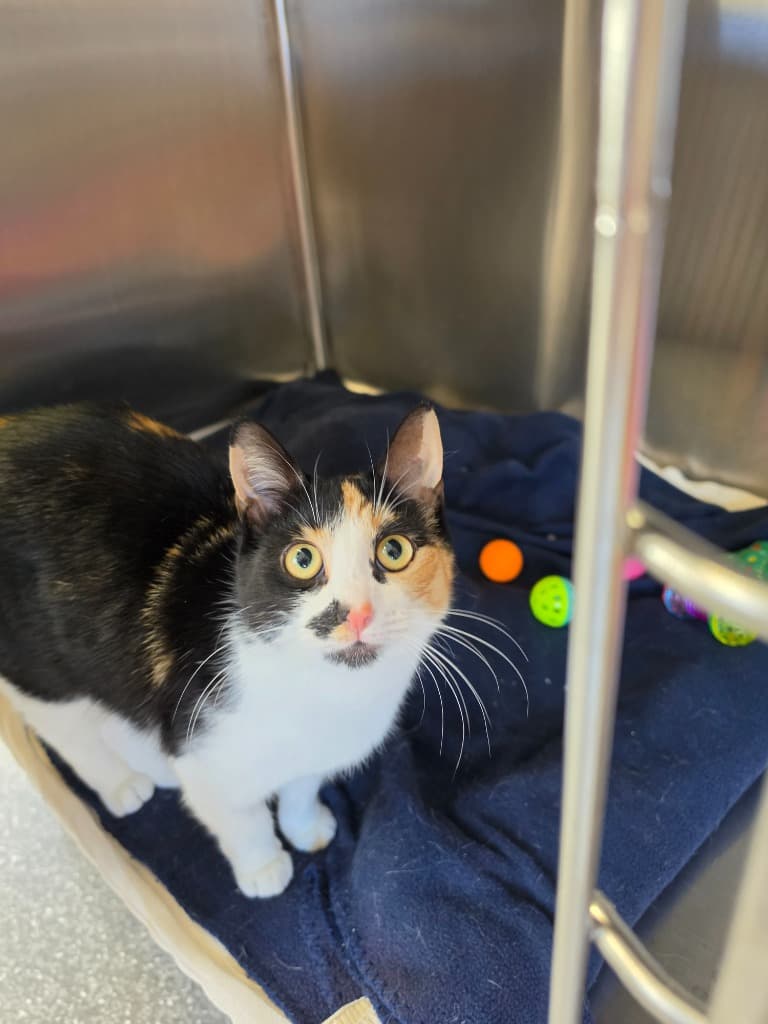 Porcupette - Domestic Short Hair cat available for adoption at Australian Animal Protection Society in Melbourne