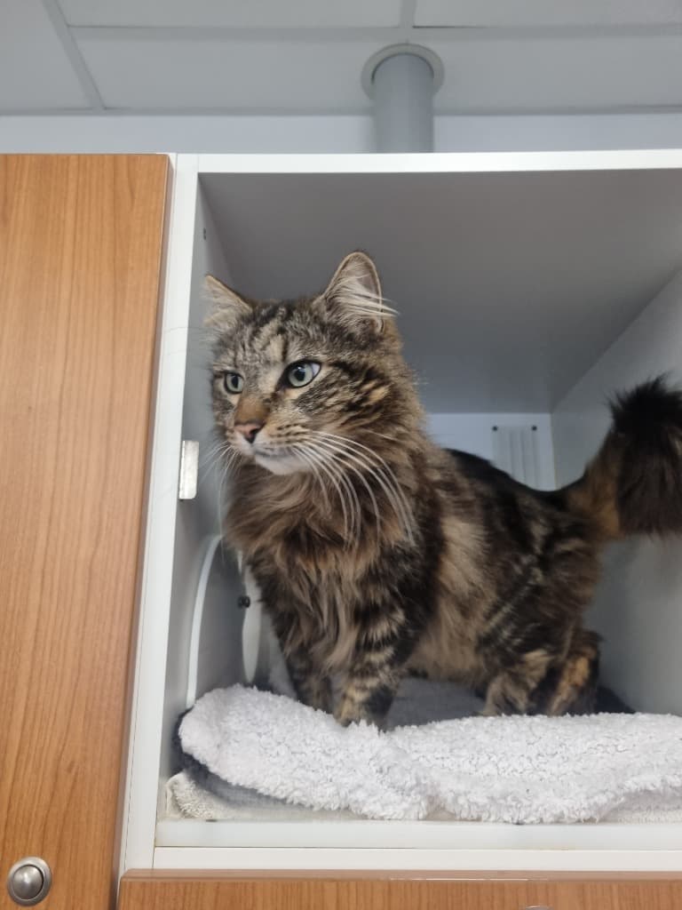 Prince - Domestic Long Hair cat available for adoption at Australian Animal Protection Society in Melbourne