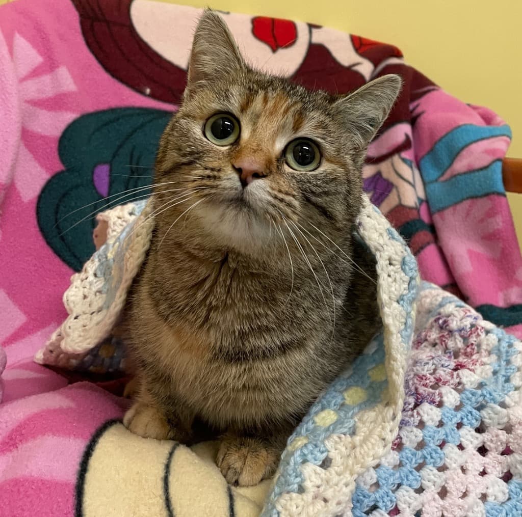 Puffling - Domestic Short Hair cat available for adoption at Australian Animal Protection Society in Melbourne