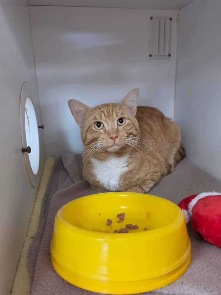 Puggle - Domestic Medium Hair cat available for adoption at Australian Animal Protection Society in Melbourne