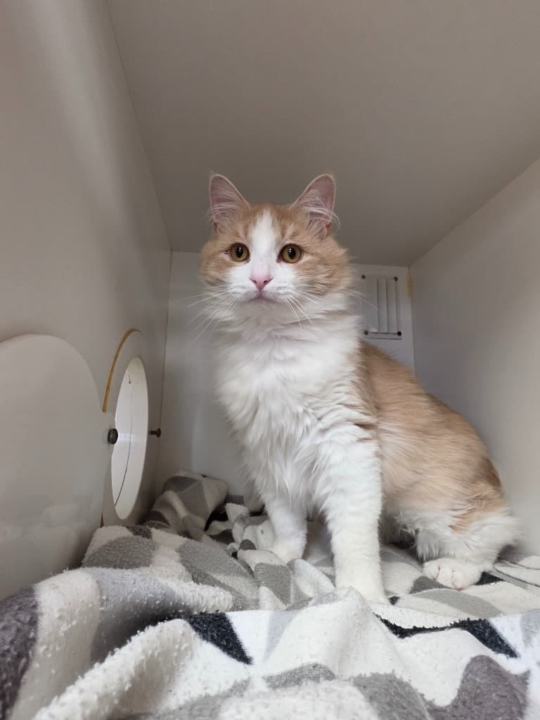 Puppy - Domestic Medium Hair cat available for adoption at Australian Animal Protection Society in Melbourne