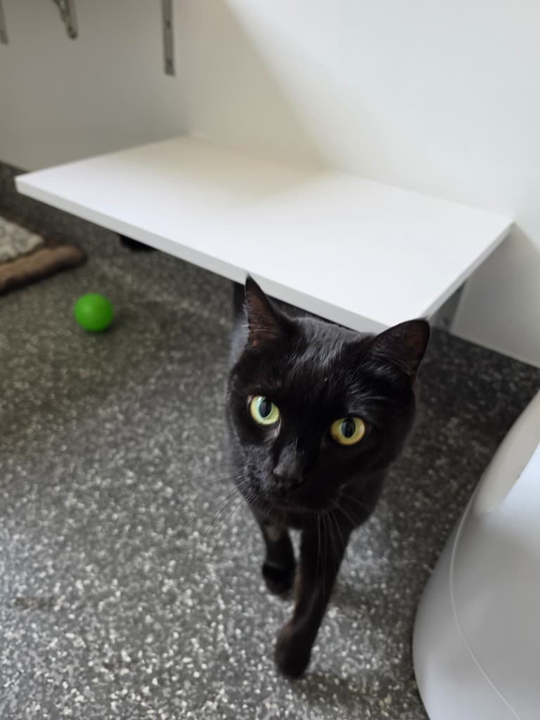 Toothless - Domestic Short Hair cat available for adoption at Australian Animal Protection Society in Melbourne