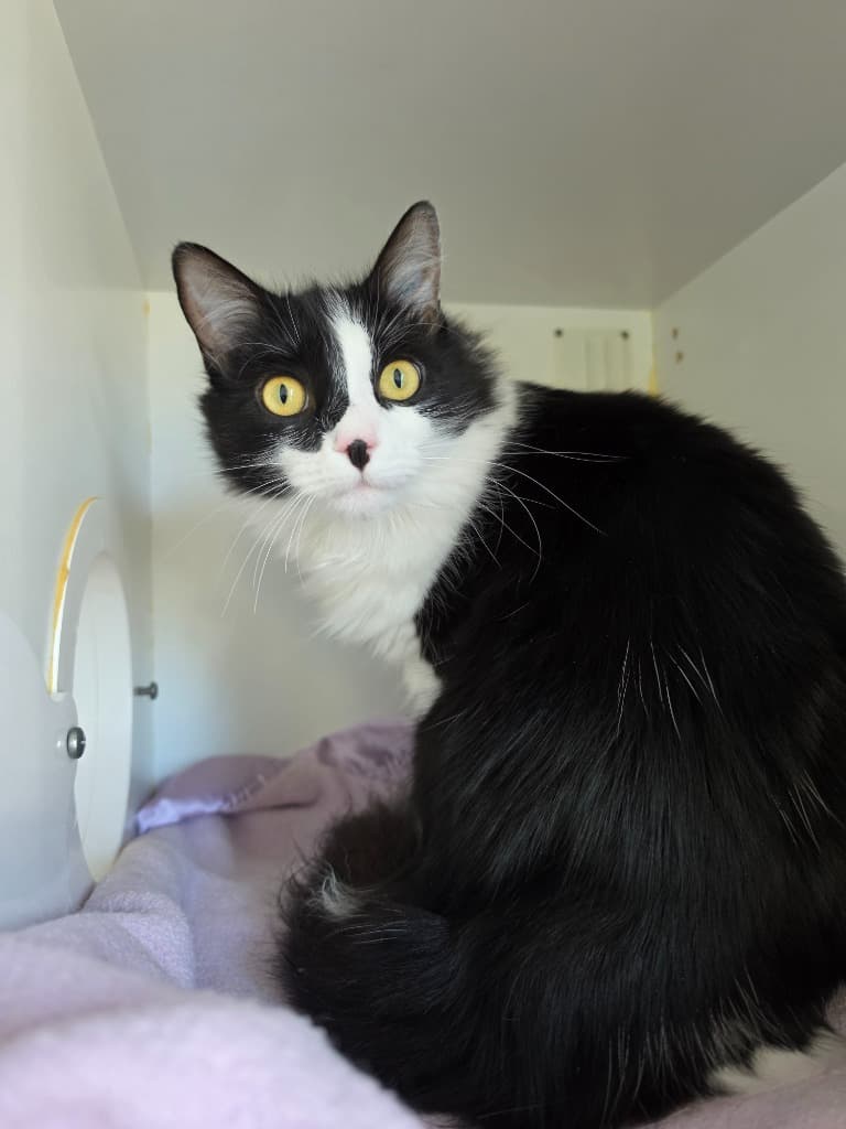 Rocket - Domestic Long Hair cat available for adoption at Australian Animal Protection Society in Melbourne