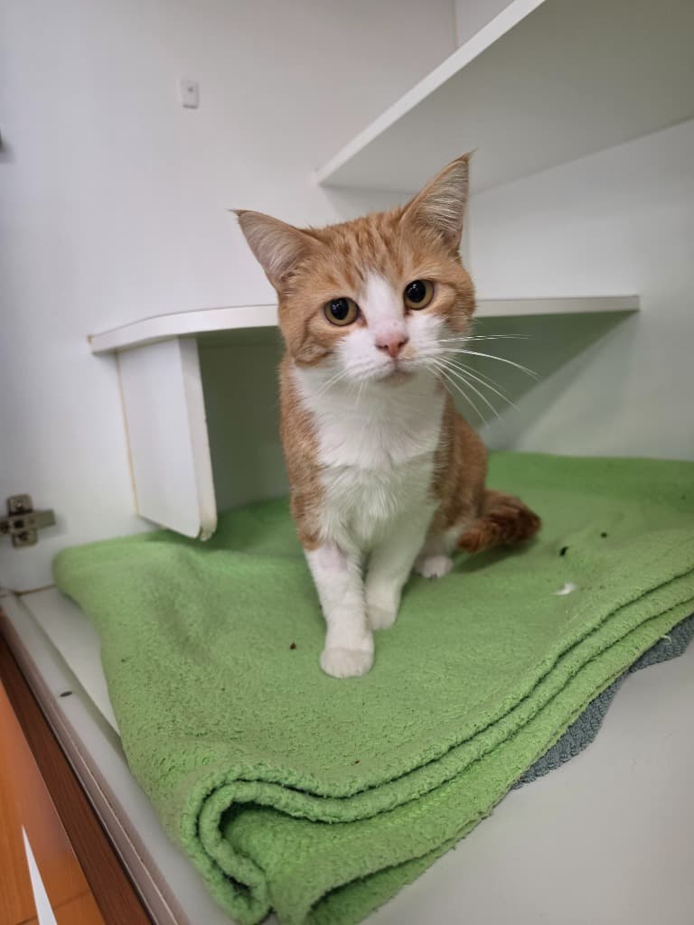 Ruby - Domestic Short Hair cat available for adoption at Australian Animal Protection Society in Melbourne