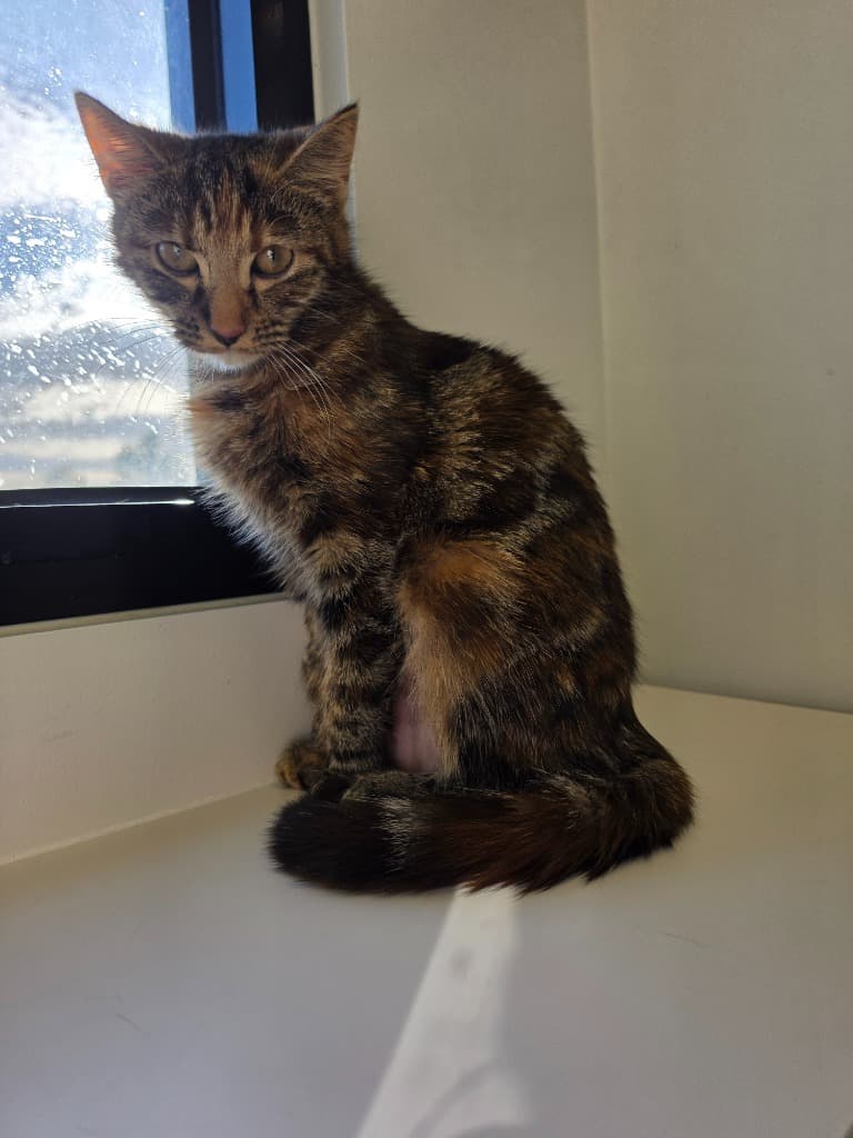 Salsa - Domestic Short Hair cat available for adoption at Australian Animal Protection Society in Melbourne