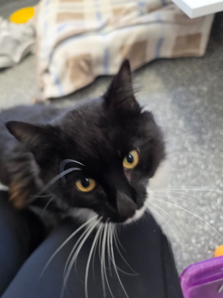 Sharpie - Domestic Medium Hair cat available for adoption at Australian Animal Protection Society in Melbourne