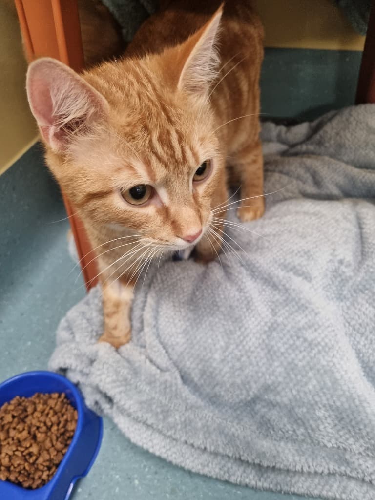 Snapdragon - Domestic Short Hair cat available for adoption at Australian Animal Protection Society in Melbourne