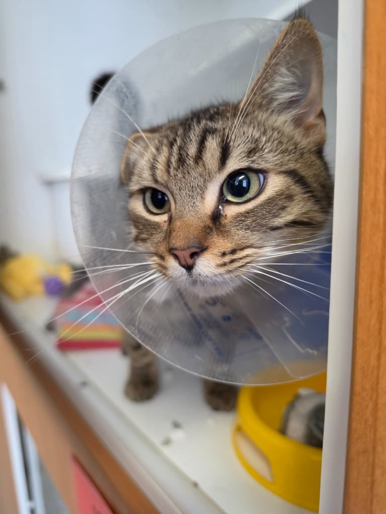 Sooty - Domestic Short Hair cat available for adoption at Australian Animal Protection Society in Melbourne