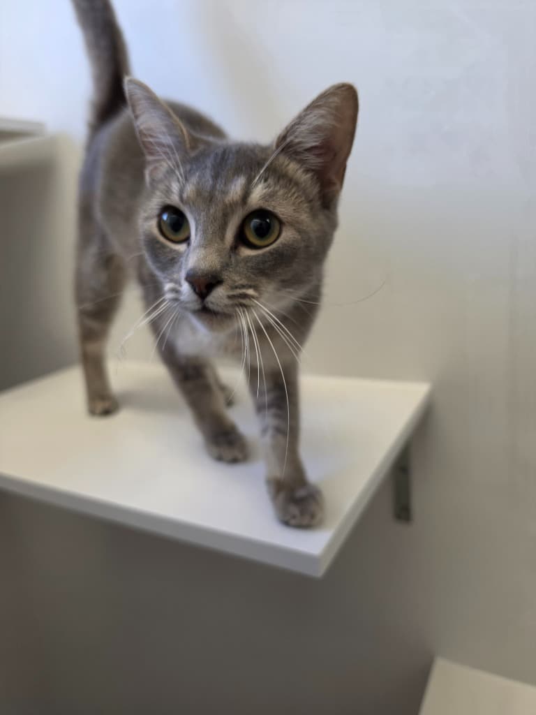 Soup - Domestic Short Hair cat available for adoption at Australian Animal Protection Society in Melbourne