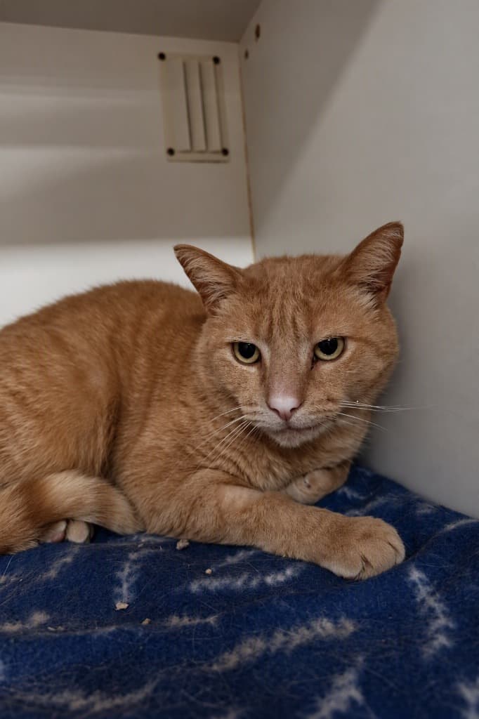 Tangelo - Domestic Short Hair cat available for adoption at Australian Animal Protection Society in Melbourne
