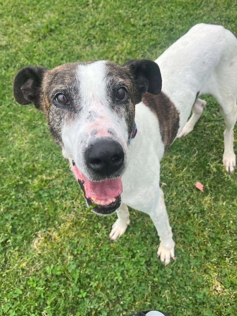 Terry - Bull Arab available for adoption in Melbourne