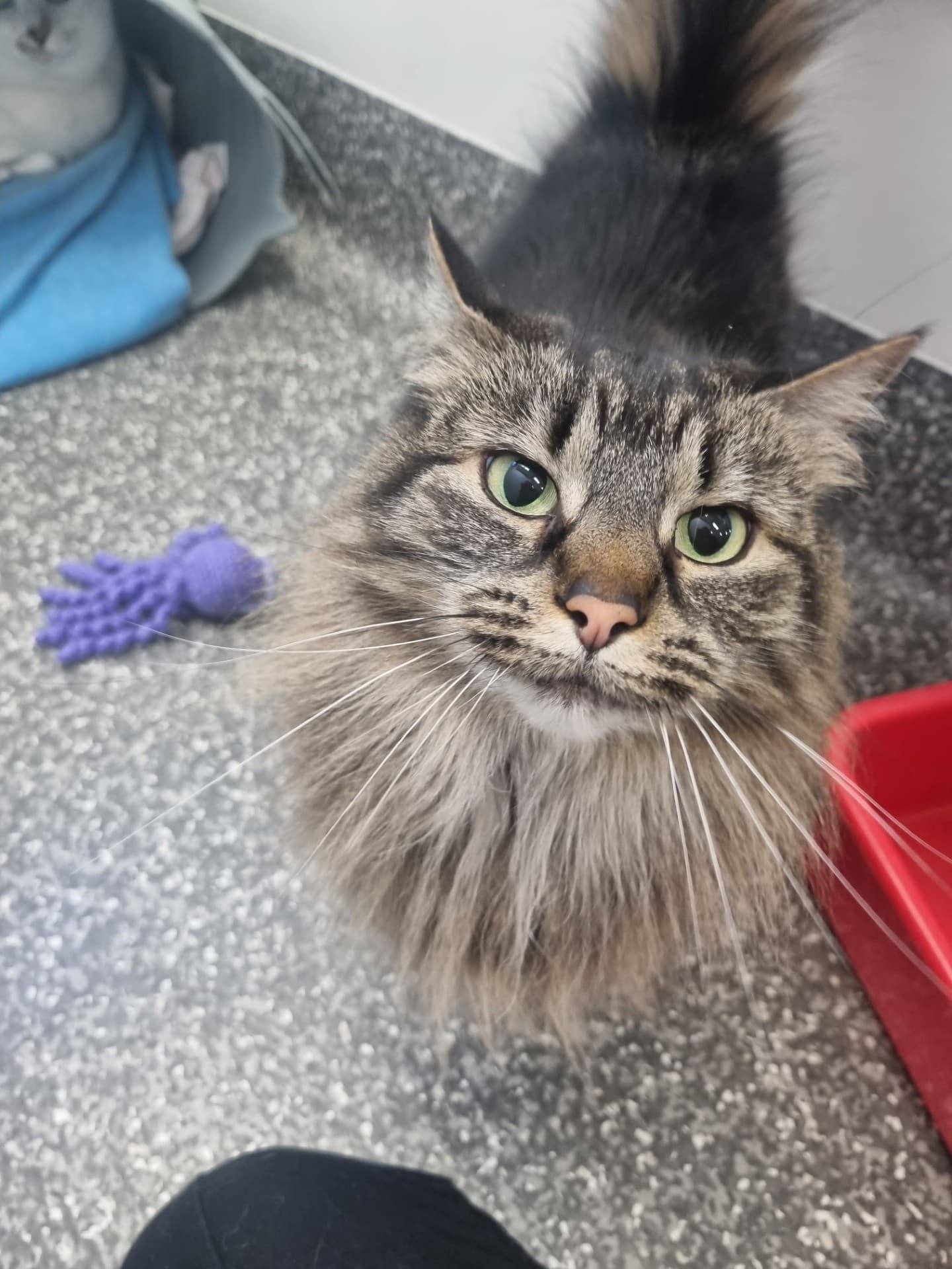 Totoro and Satsuki (Bonded Pair) - Domestic Shorthair cat available for adoption at Australian Animal Protection Society in Melbourne