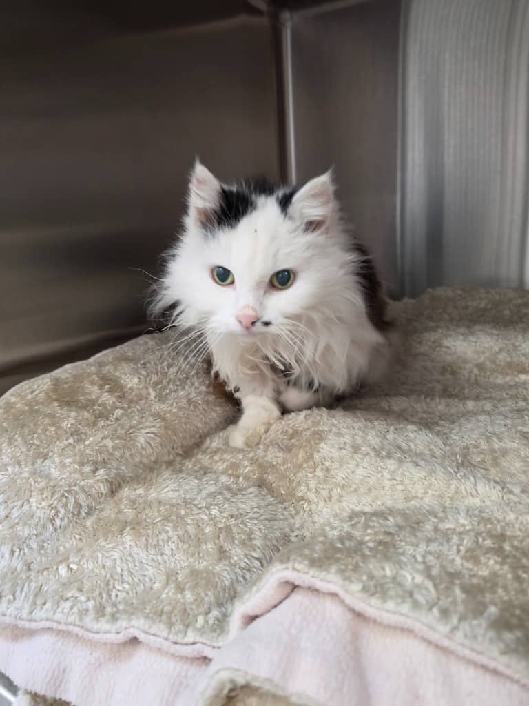 Chloe - Domestic Medium Hair cat available for adoption at Australian Animal Protection Society in Melbourne