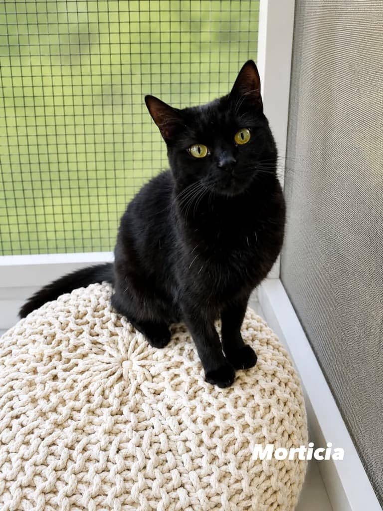 Morticia - Domestic Short Hair cat available for adoption at Angel-Paws Inc. in Townsville