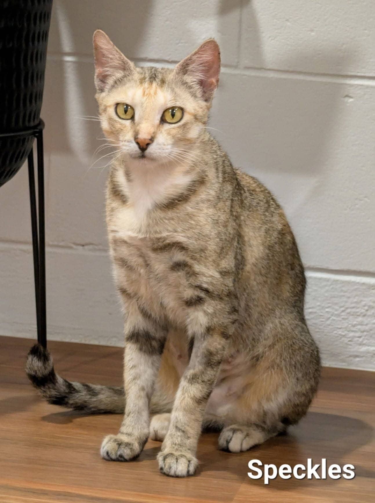 Speckles - Domestic Shorthair cat available for adoption at Angel-Paws Inc. in Townsville
