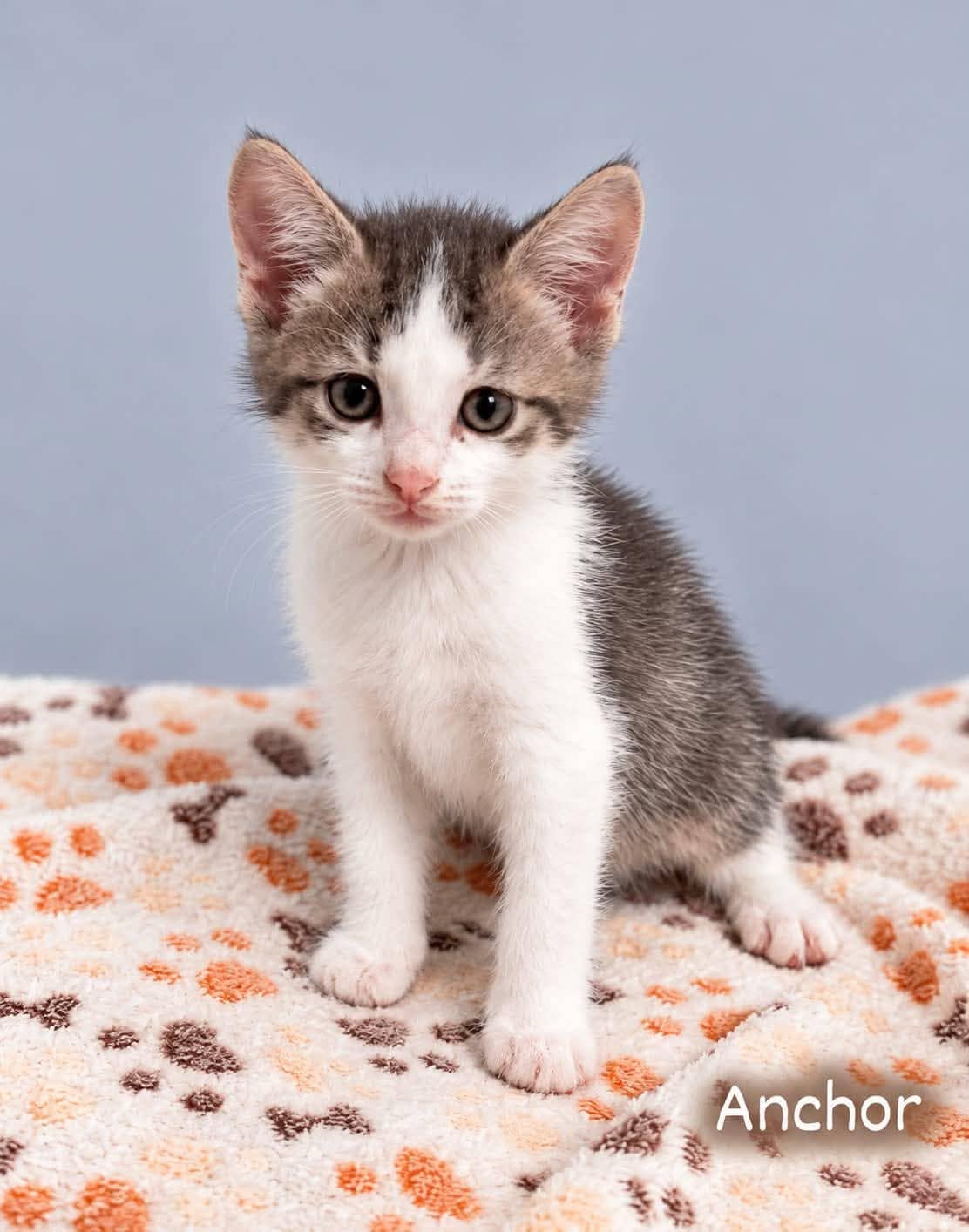 Anchor - Domestic Shorthair cat available for adoption at Angel-Paws Inc. in Townsville