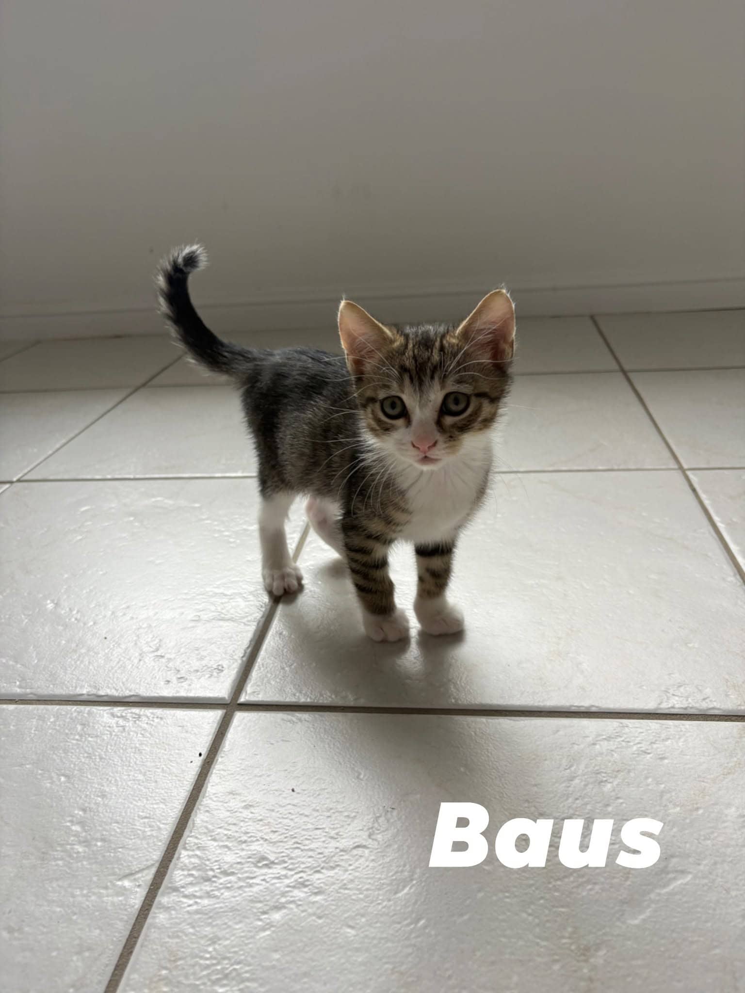 Baus - Domestic Shorthair cat available for adoption at Angel-Paws Inc. in Townsville