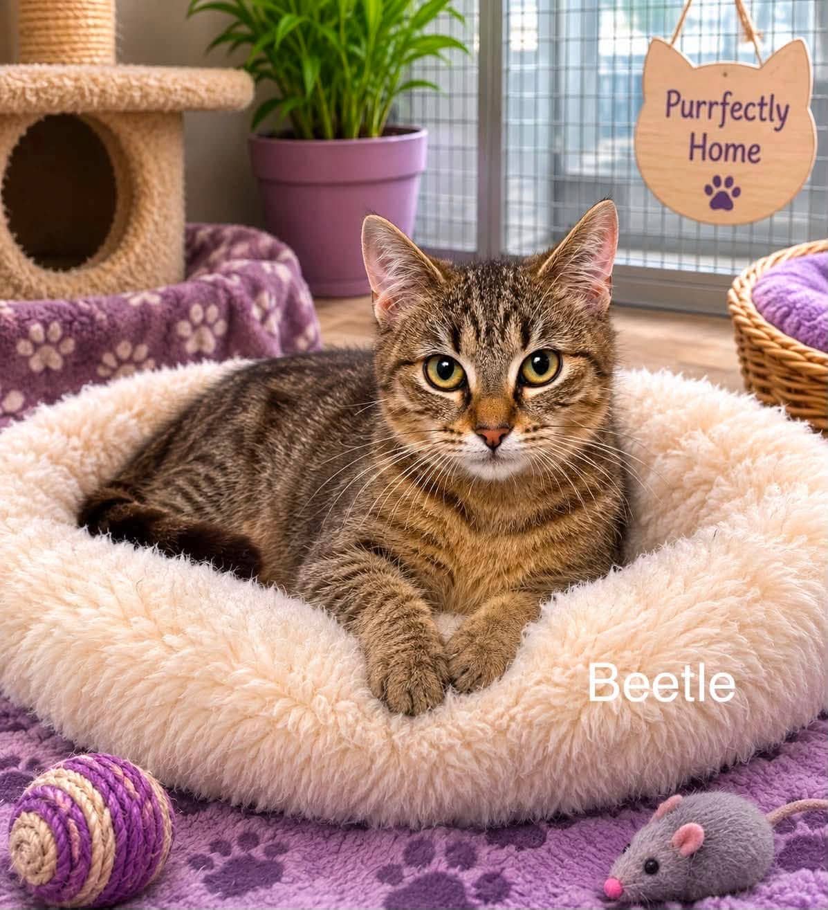 Beetle - Domestic Shorthair cat available for adoption at Angel-Paws Inc. in Townsville