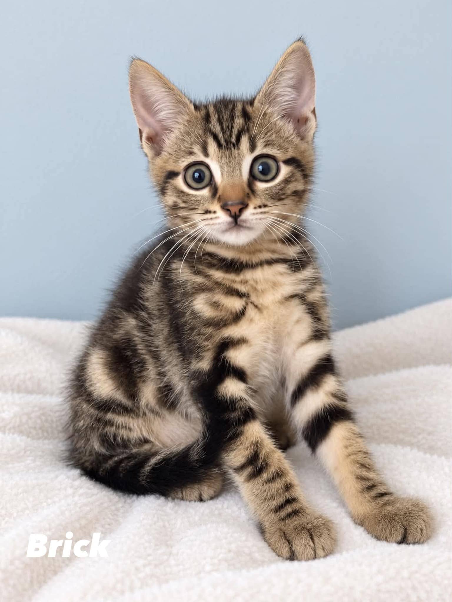 Brick - Domestic Shorthair cat available for adoption at Angel-Paws Inc. in Townsville