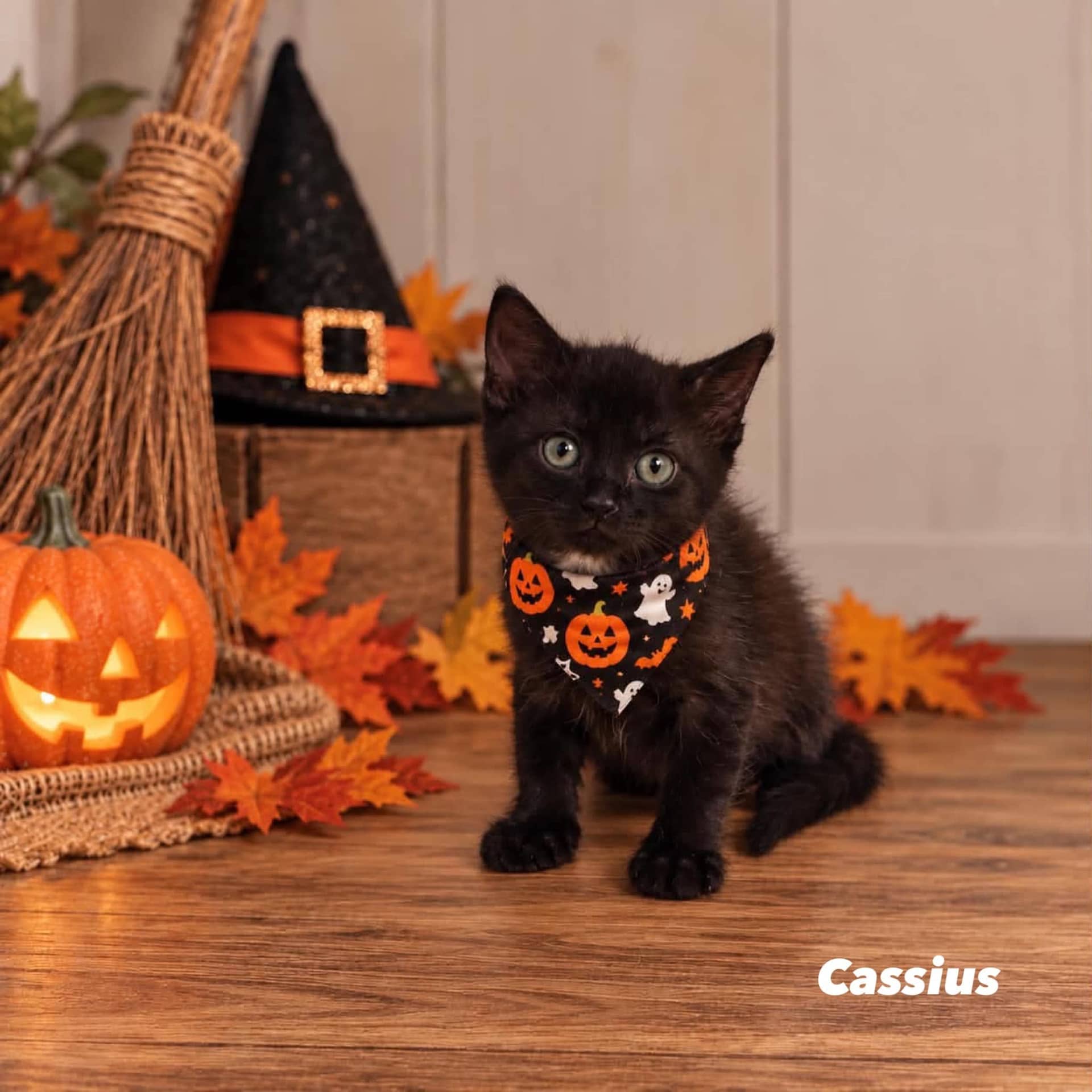 Cassius - Domestic Shorthair cat available for adoption at Angel-Paws Inc. in Townsville