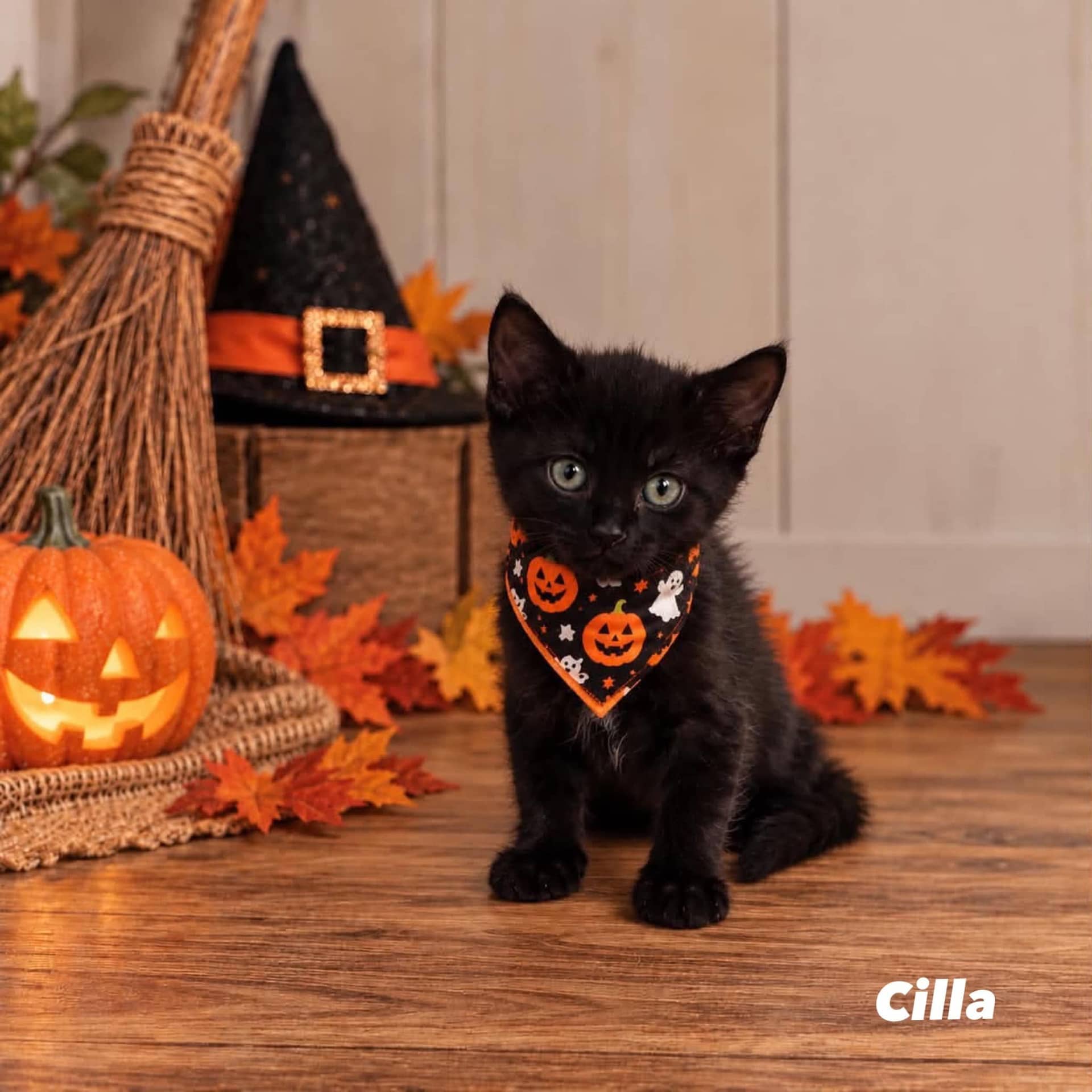 Cilla - Domestic Shorthair cat available for adoption at Angel-Paws Inc. in Townsville